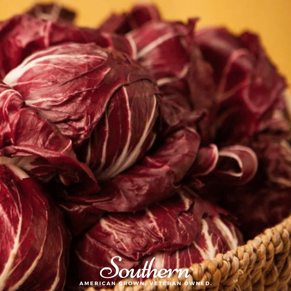 Palla Rossa Radicchio – 100 Seeds | | Wiccan Center
