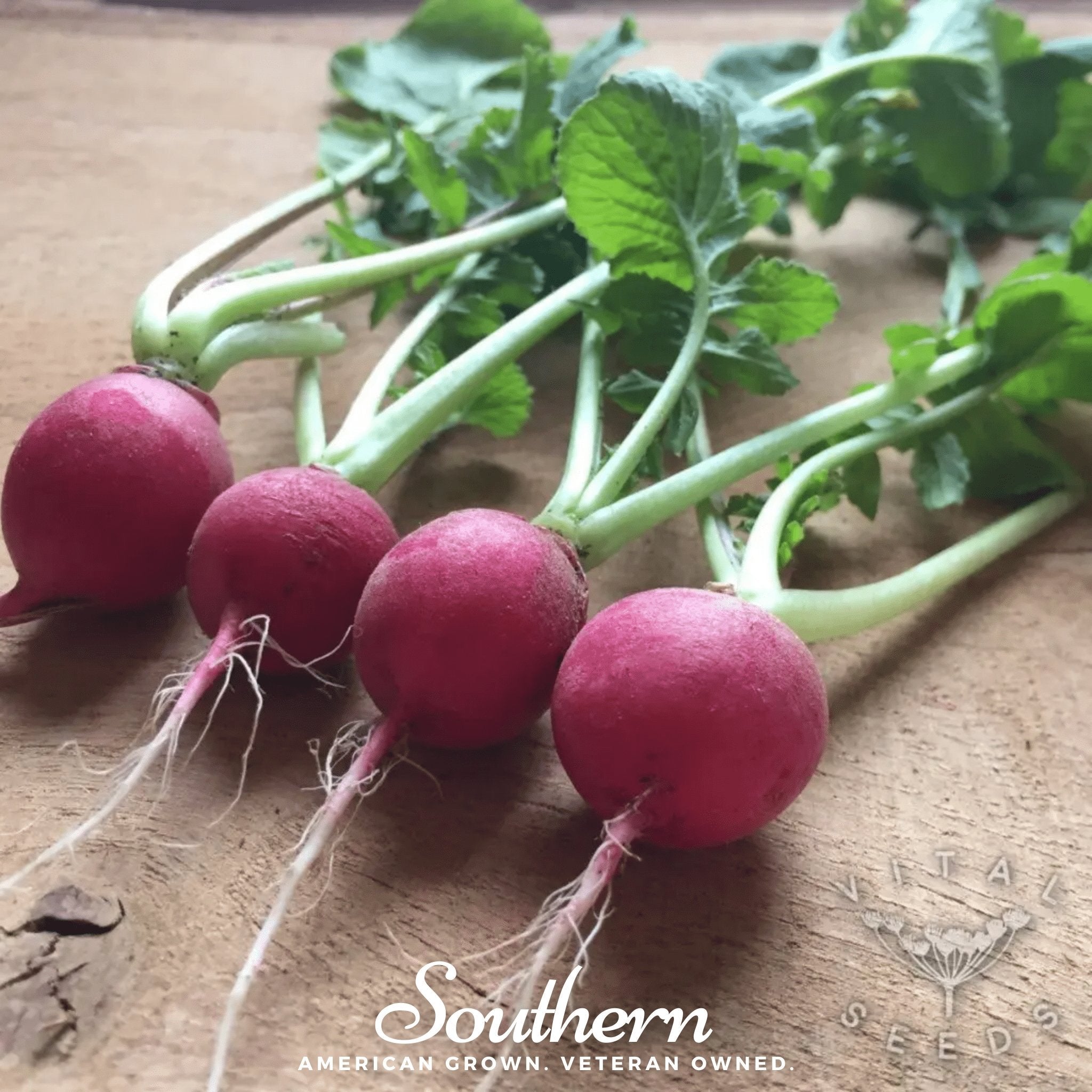 Cherry Belle Radish – 250 Seeds | Seeds | Wiccan Center