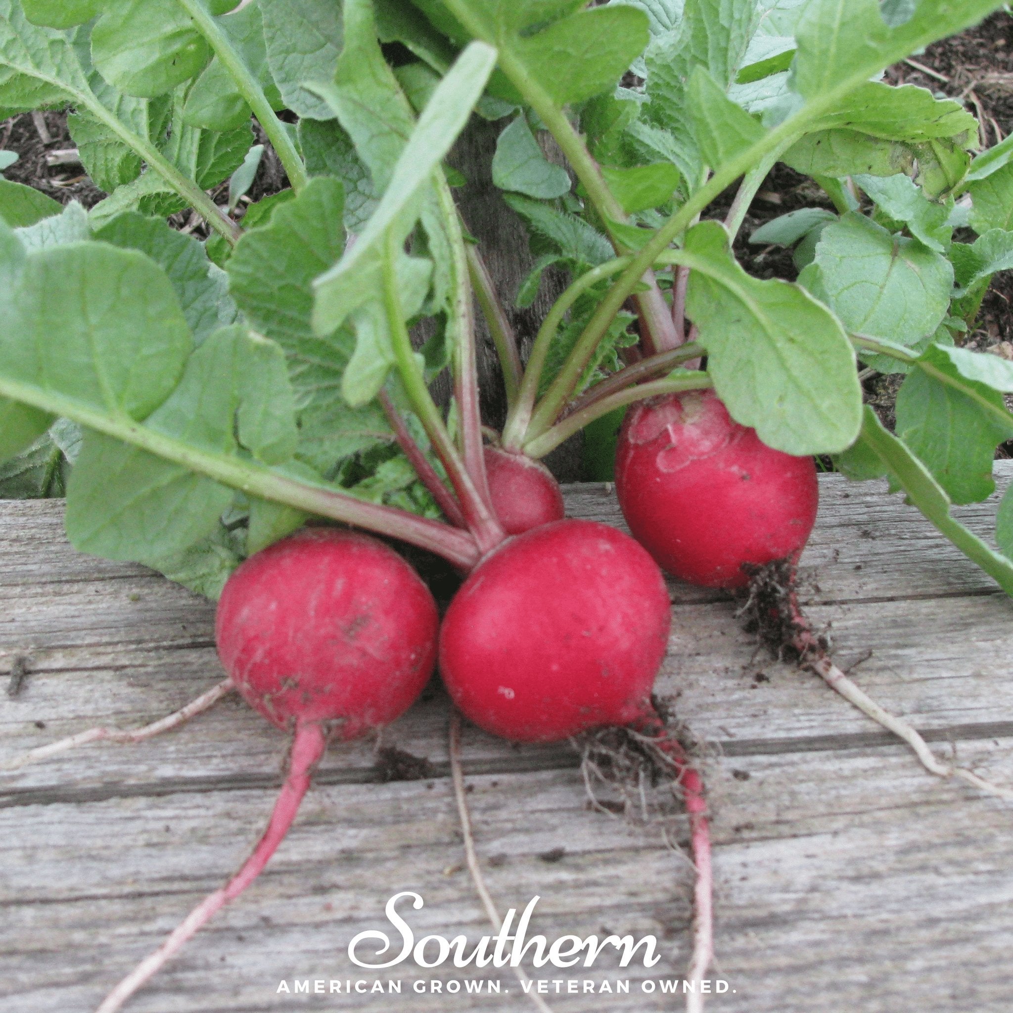 Cherry Belle Radish – 250 Seeds | Seeds | Wiccan Center