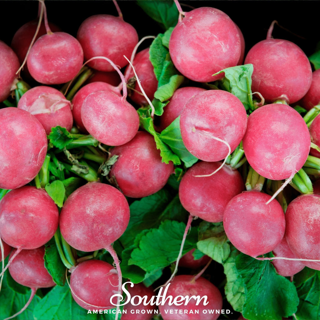 Cherry Belle Radish – 250 Seeds | Seeds | Wiccan Center