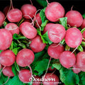 Cherry Belle Radish – 250 Seeds | Seeds | Wiccan Center
