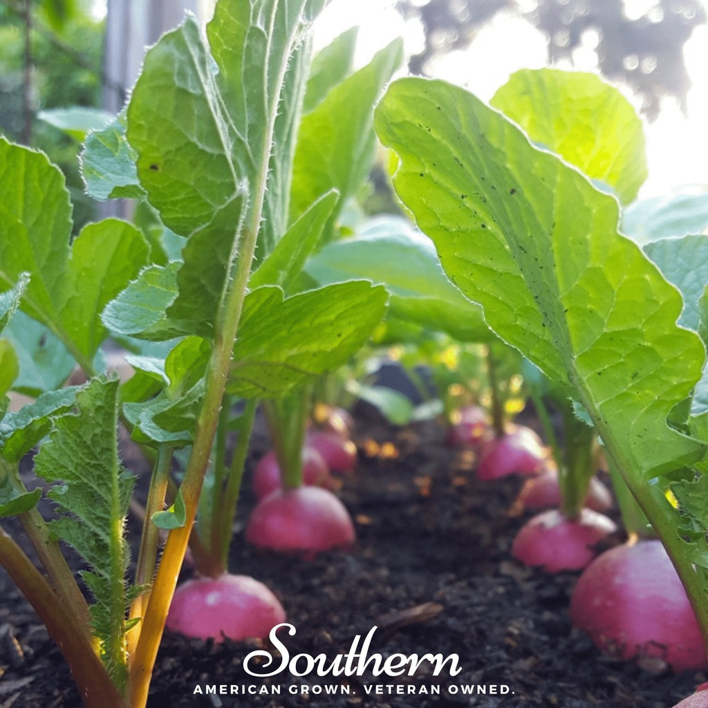 Cherry Belle Radish – 250 Seeds | Seeds | Wiccan Center
