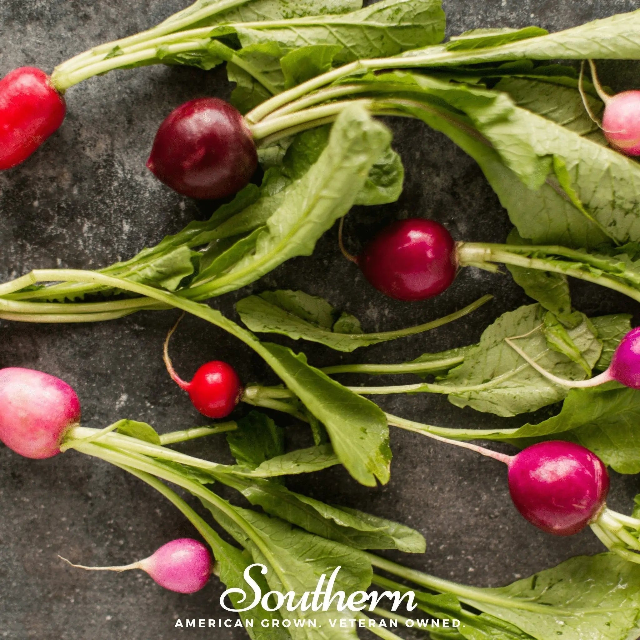 Easter Egg Radish – 250 Seeds | | Wiccan Center
