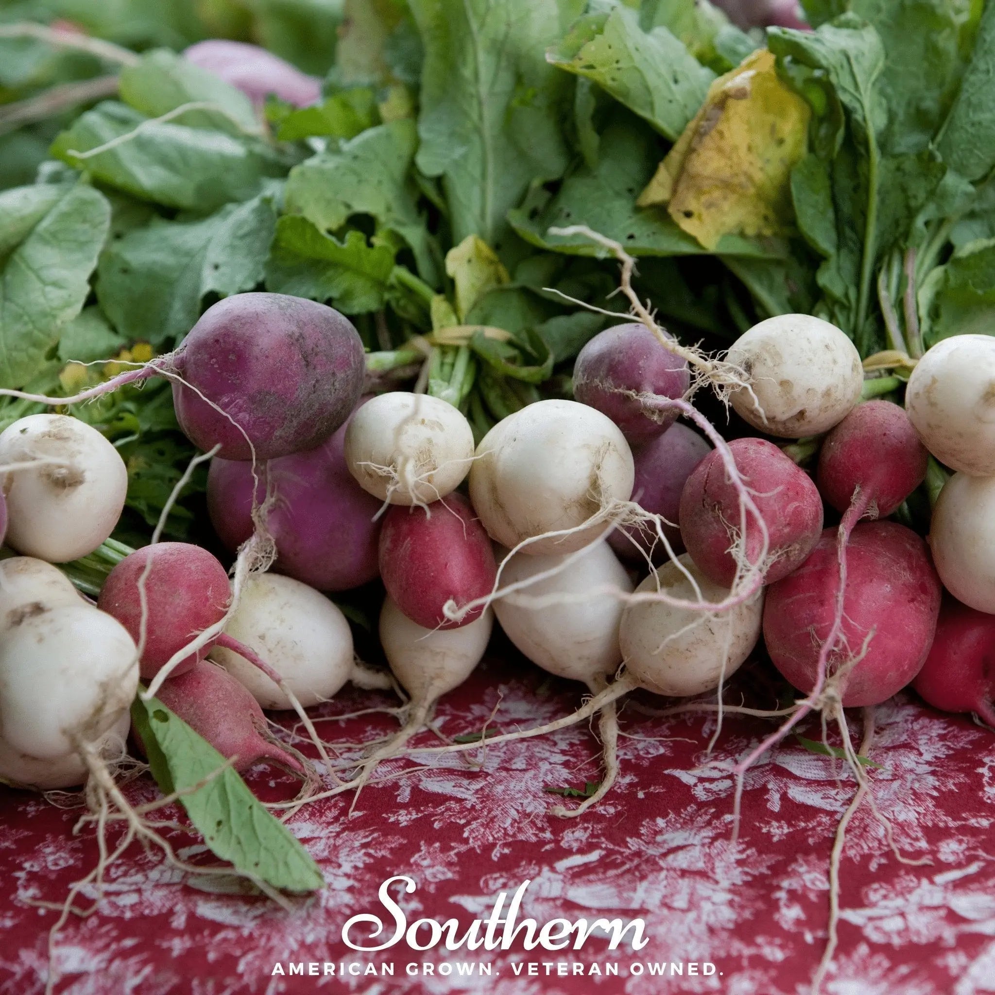 Easter Egg Radish – 250 Seeds | | Wiccan Center