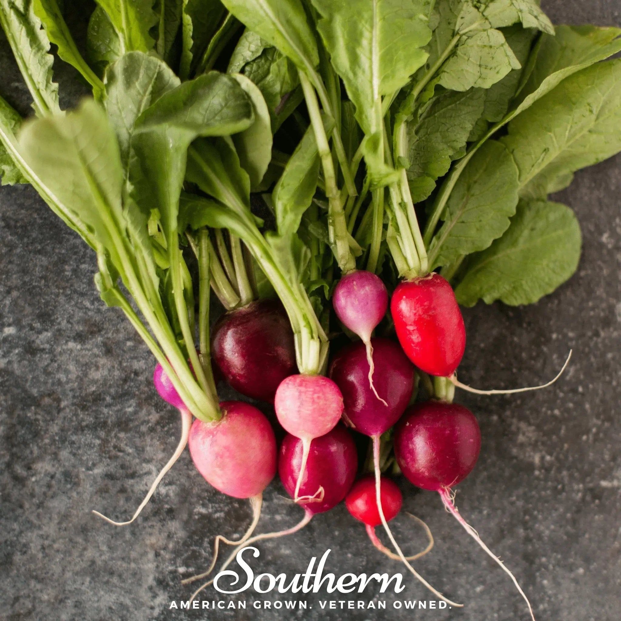 Easter Egg Radish – 250 Seeds | | Wiccan Center