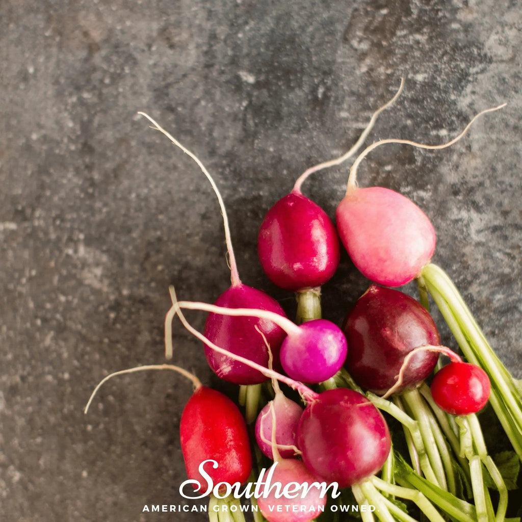 Easter Egg Radish – 250 Seeds | | Wiccan Center