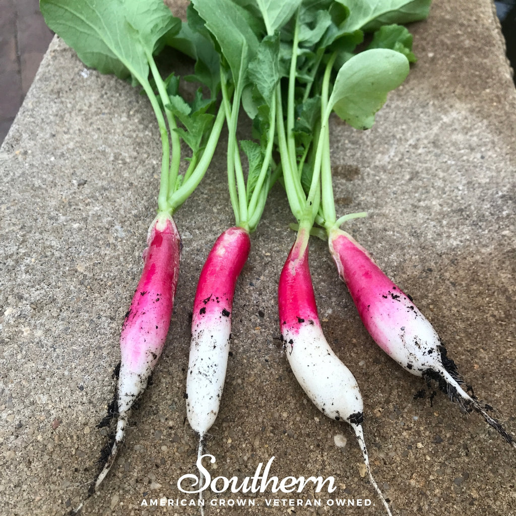 French Breakfast Radish – 250 Seeds | | Wiccan Center