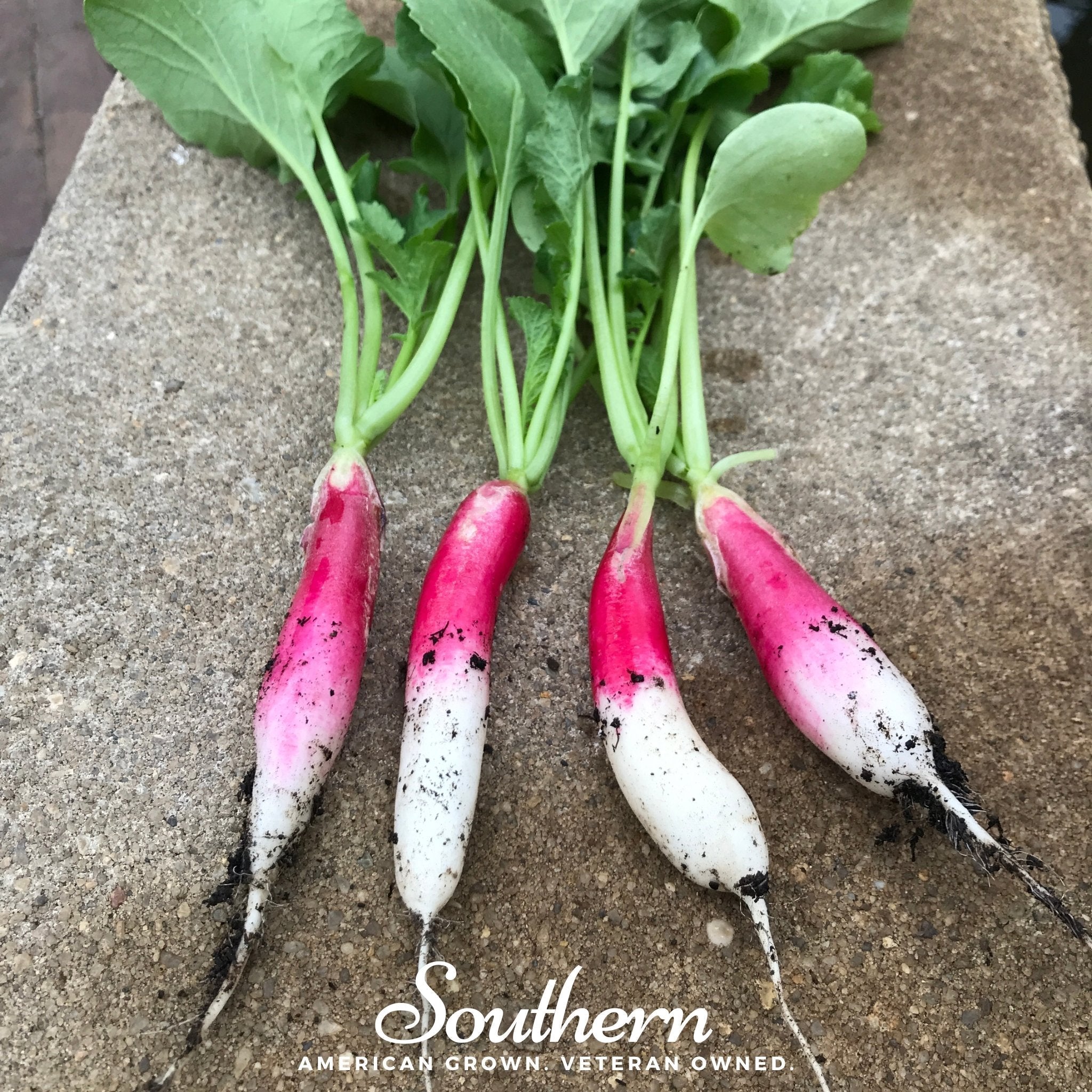French Breakfast Radish – 250 Seeds | | Wiccan Center