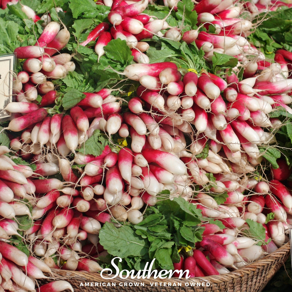 French Breakfast Radish – 250 Seeds | | Wiccan Center