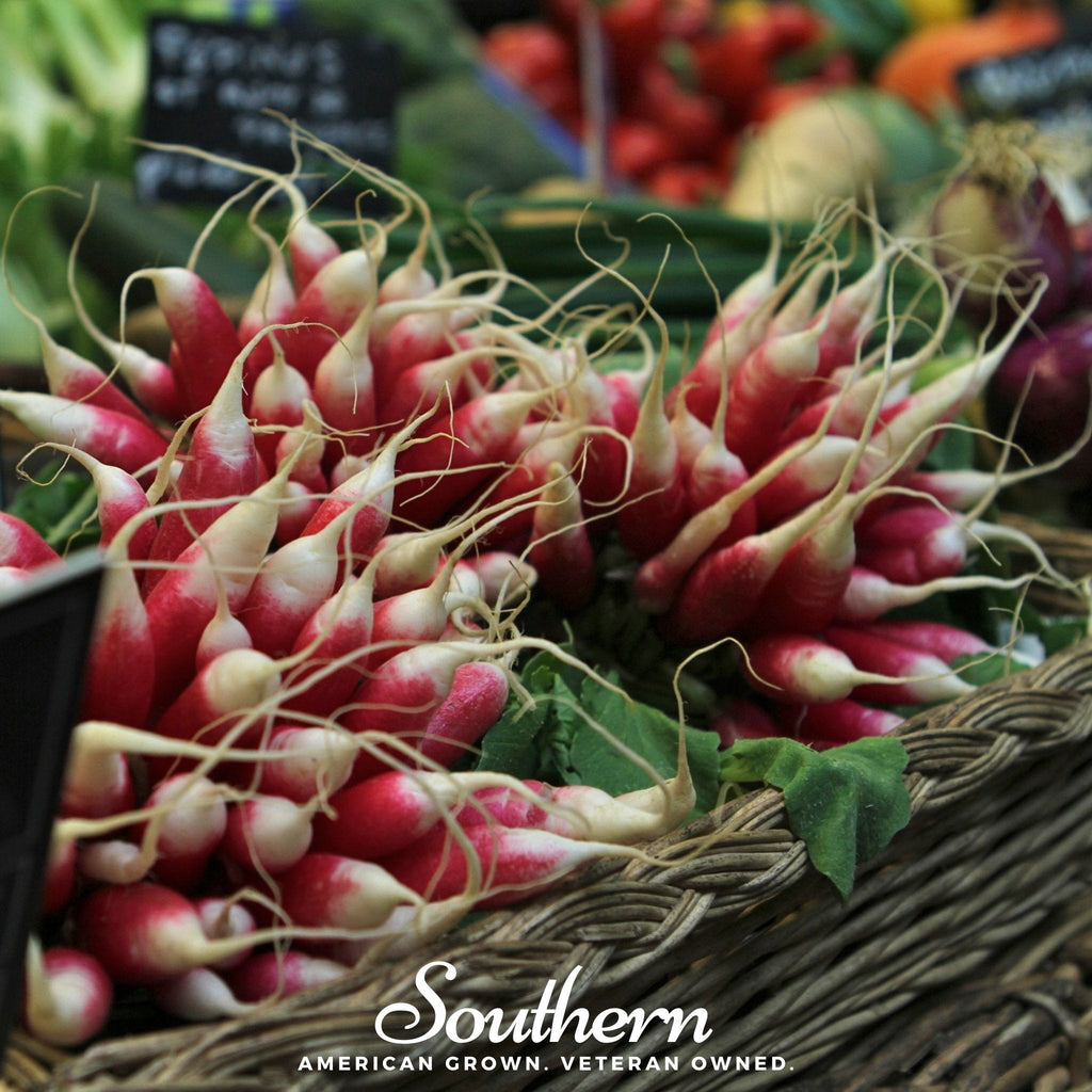 French Breakfast Radish – 250 Seeds | | Wiccan Center