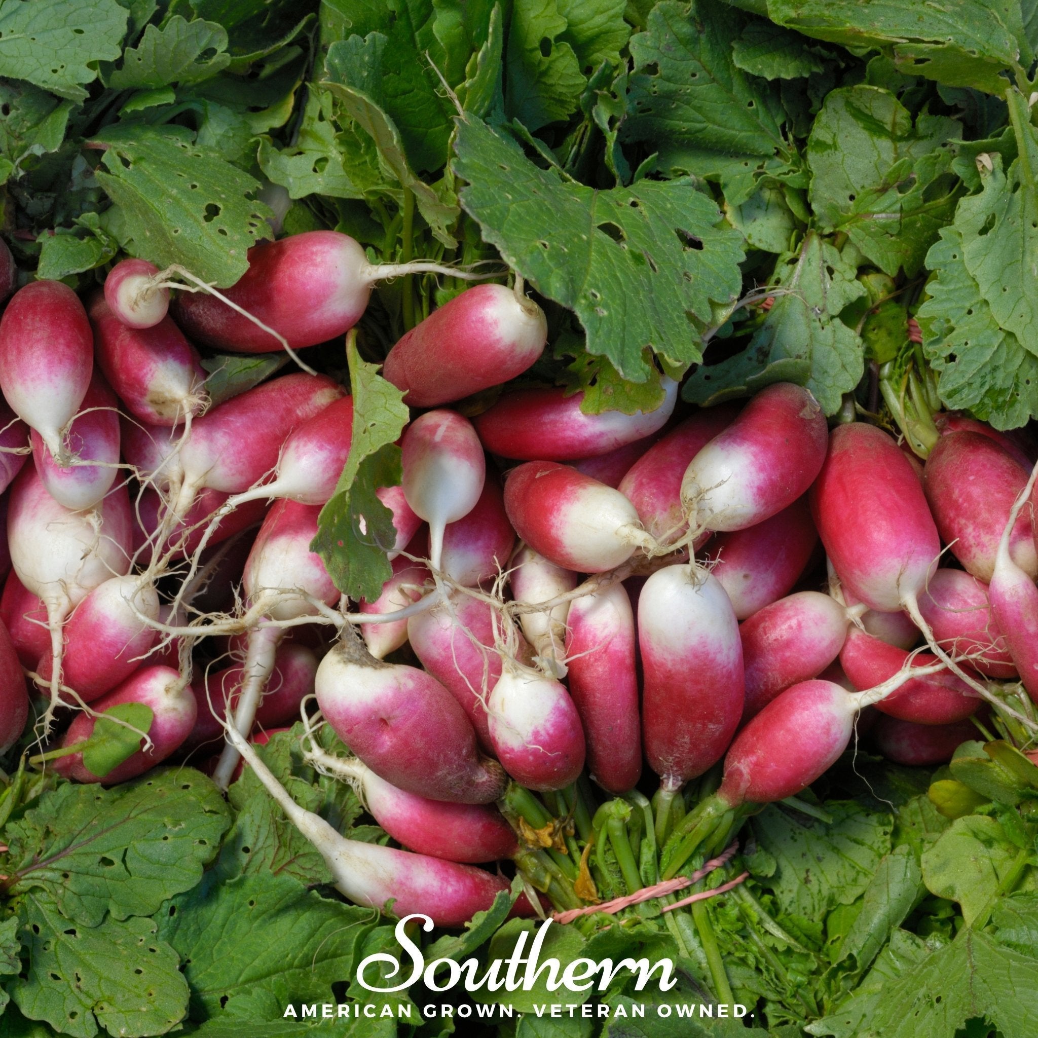 French Breakfast Radish – 250 Seeds | | Wiccan Center