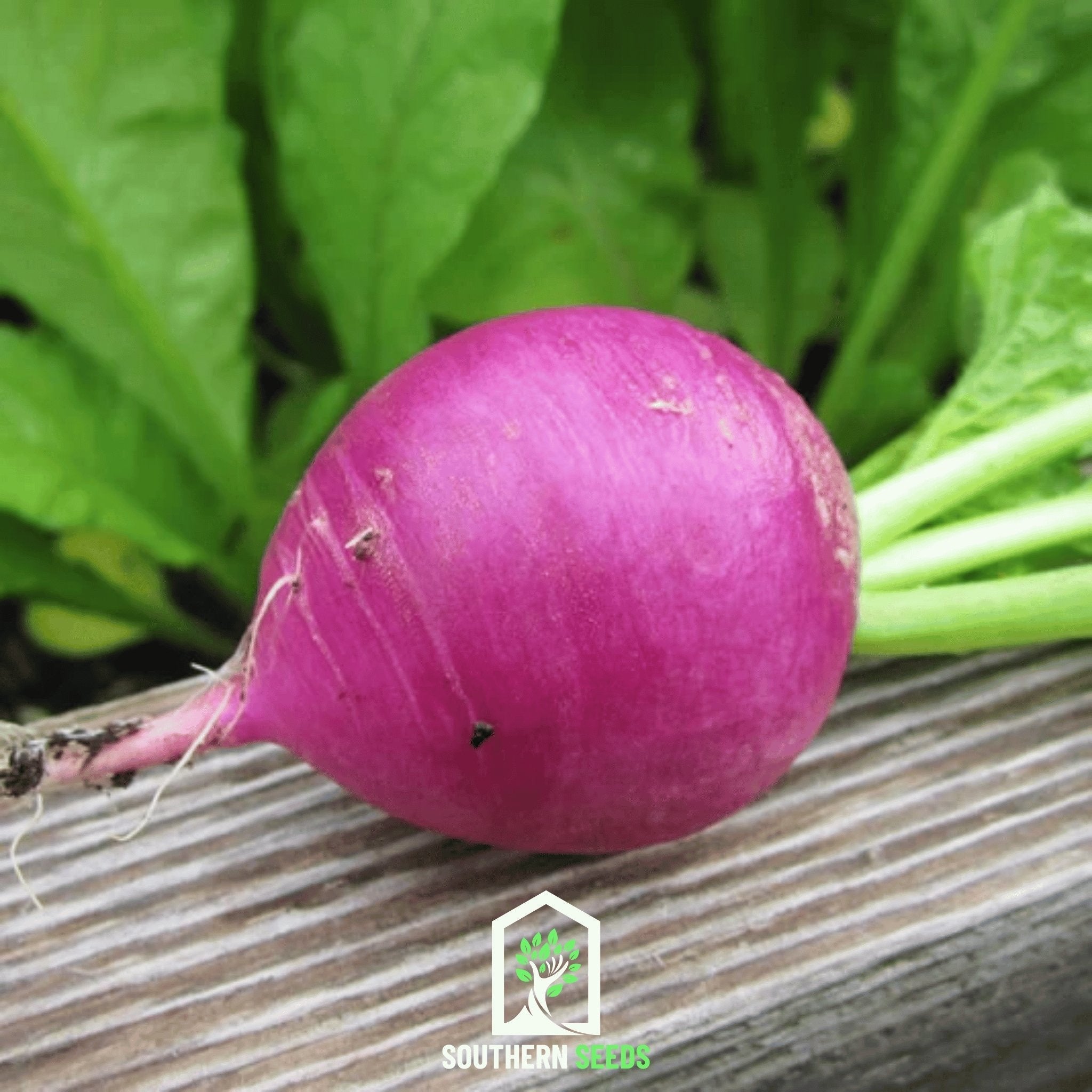 Purple Plum Radish – 250 Seeds | Seeds | Wiccan Center