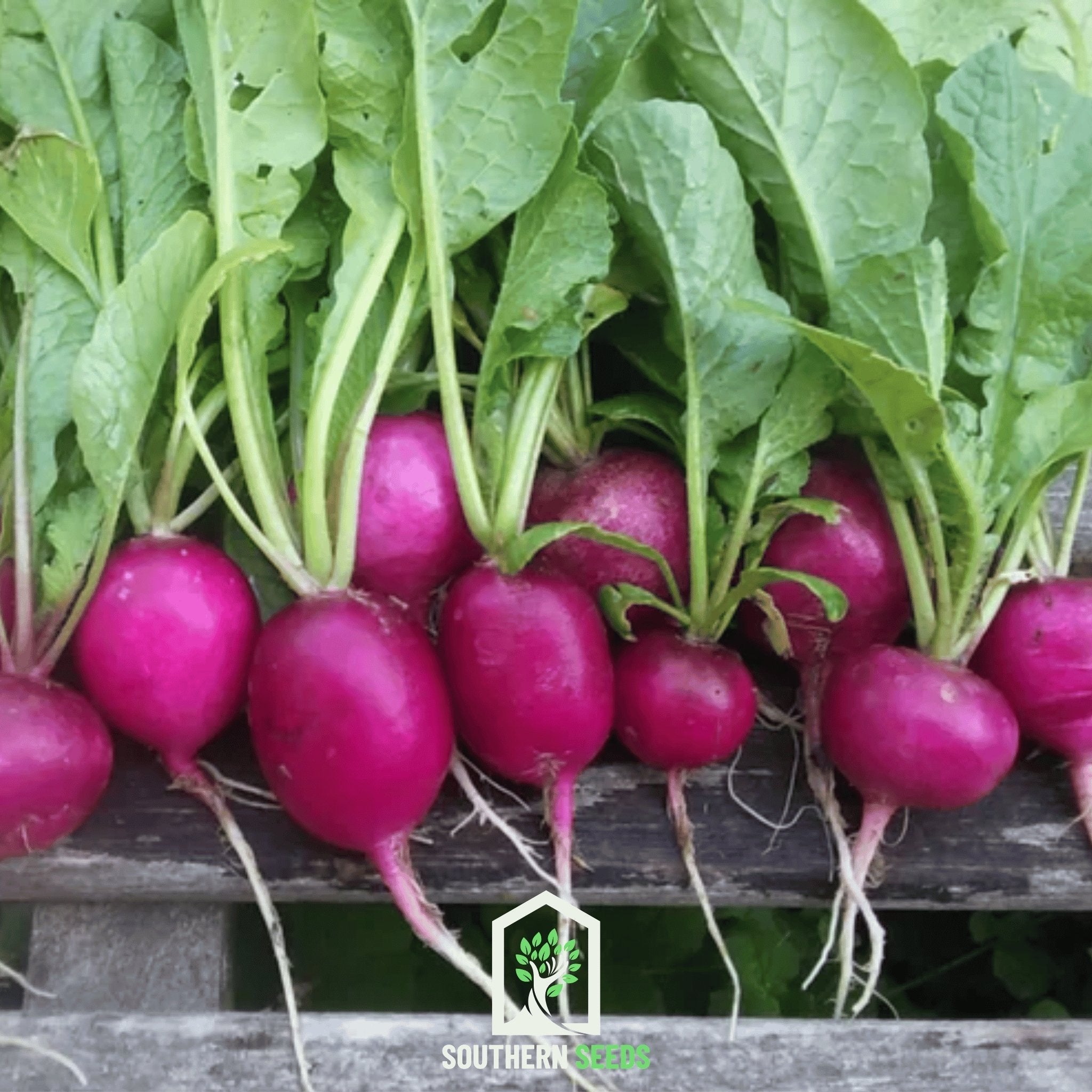 Purple Plum Radish – 250 Seeds | Seeds | Wiccan Center