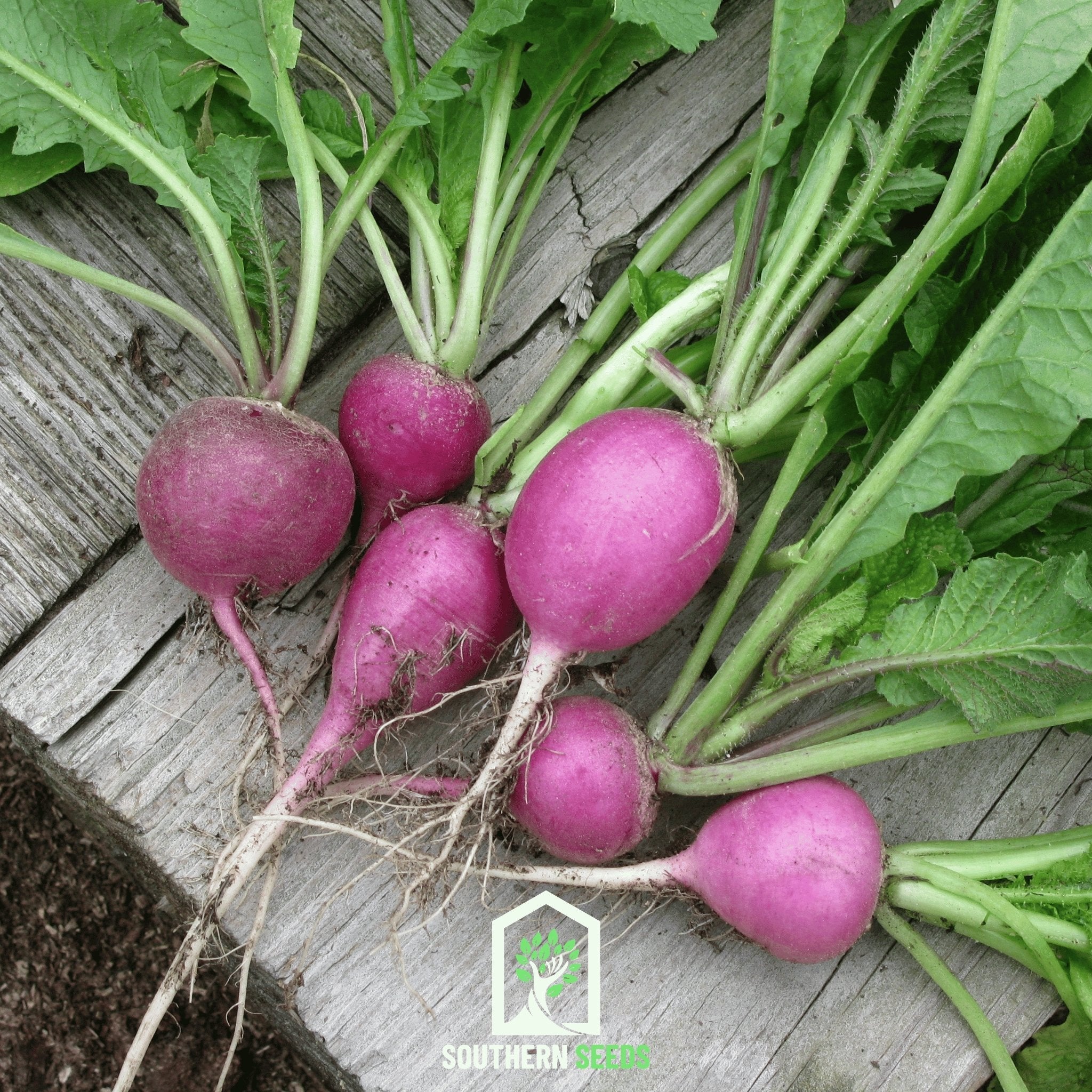 Purple Plum Radish – 250 Seeds | Seeds | Wiccan Center