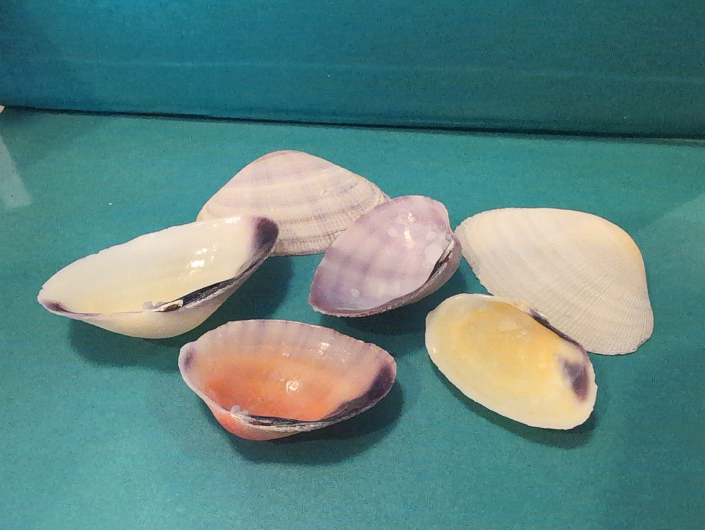 Rainbow Asaphis Vidaceus Clam Shells | | Wiccan Center