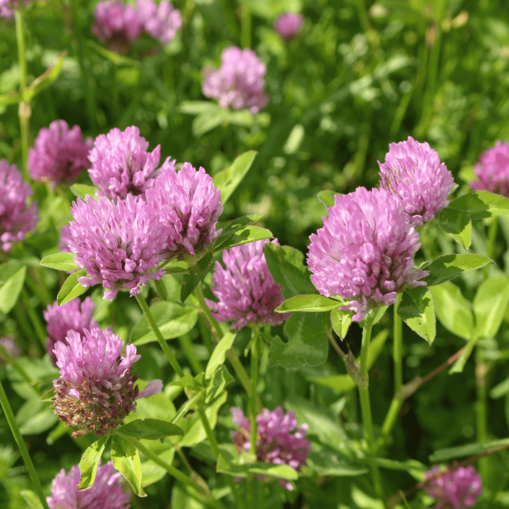 Red Clover – 200 Seeds | Seeds | Wiccan Center