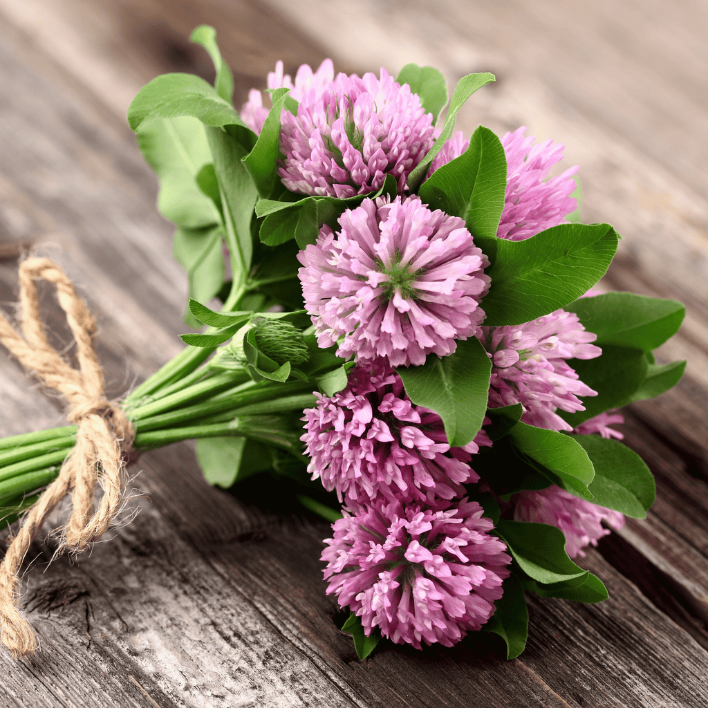 Red Clover – 200 Seeds | Seeds | Wiccan Center