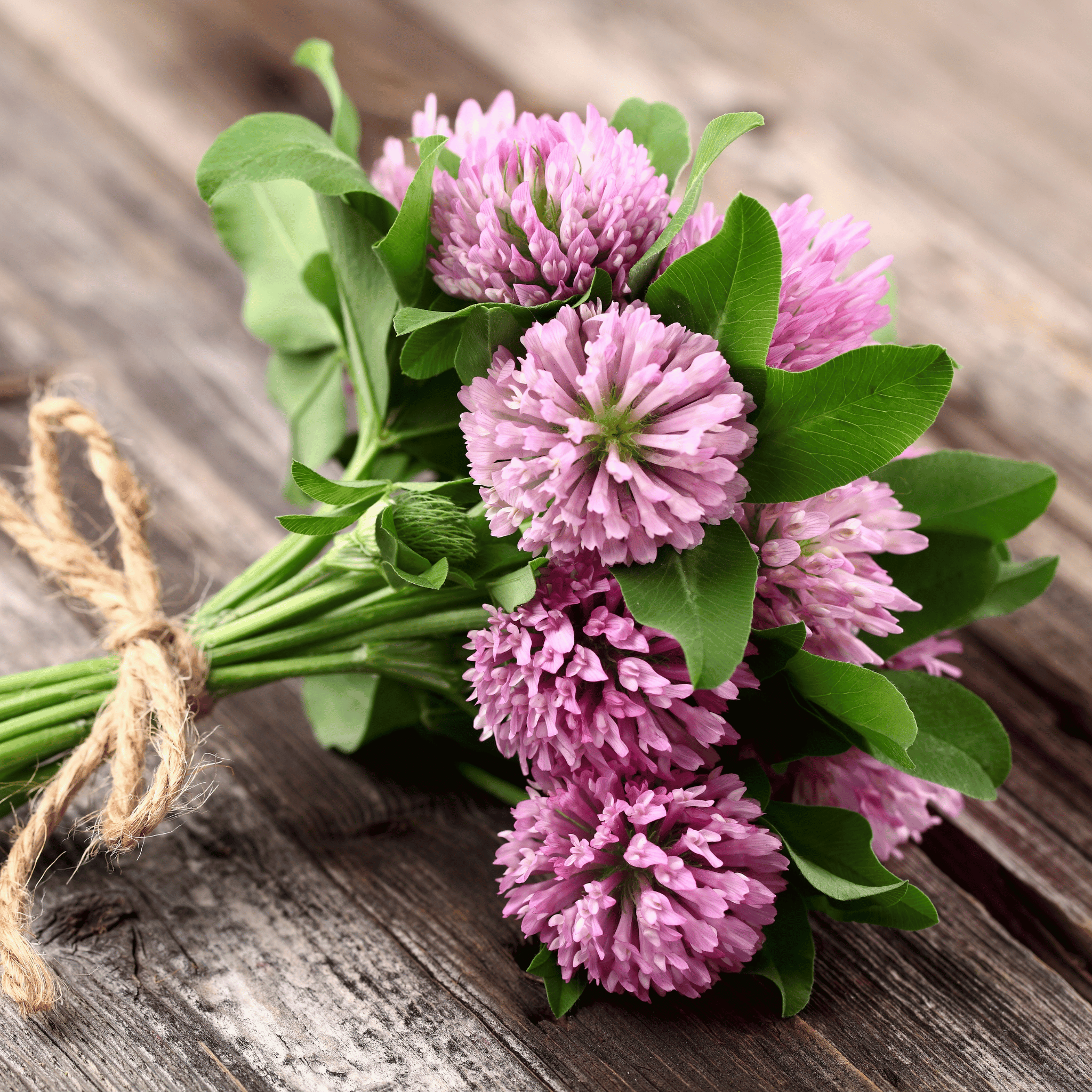 Red Clover – 200 Seeds | Seeds | Wiccan Center