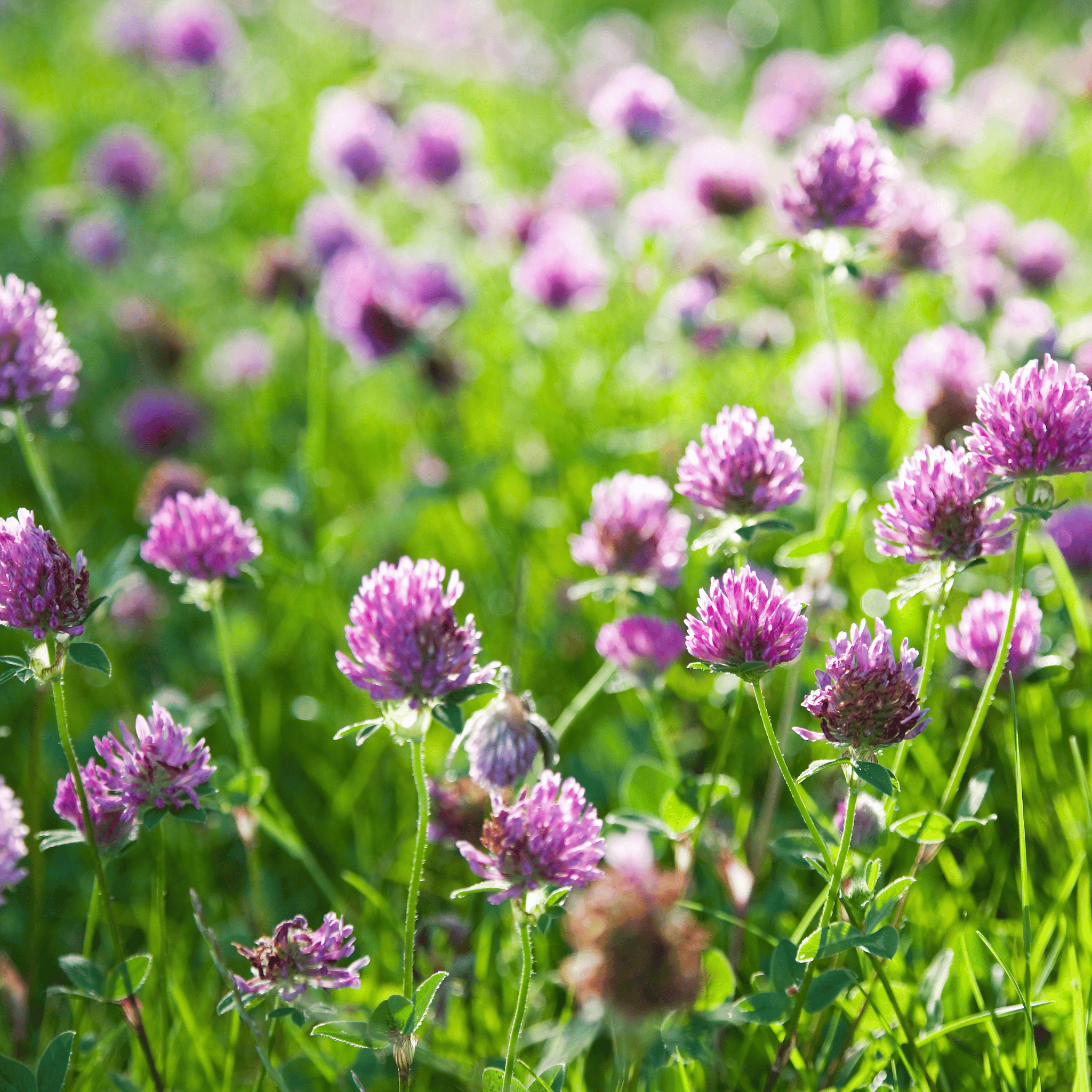 Red Clover – 200 Seeds | Seeds | Wiccan Center