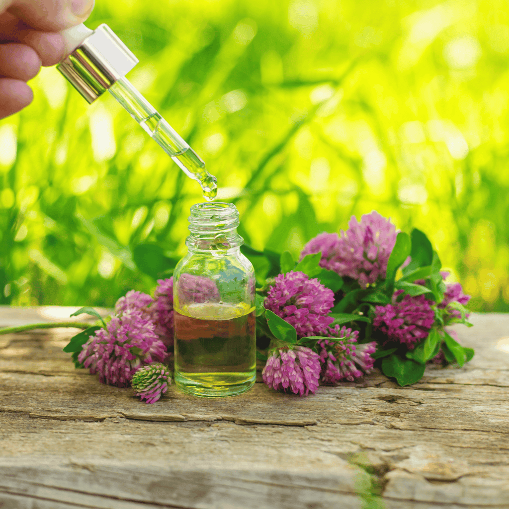 Red Clover – 200 Seeds | Seeds | Wiccan Center