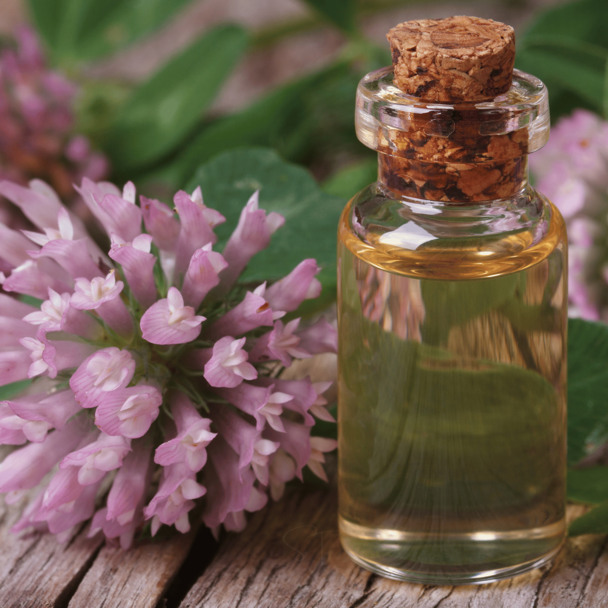 Red Clover – 200 Seeds | Seeds | Wiccan Center