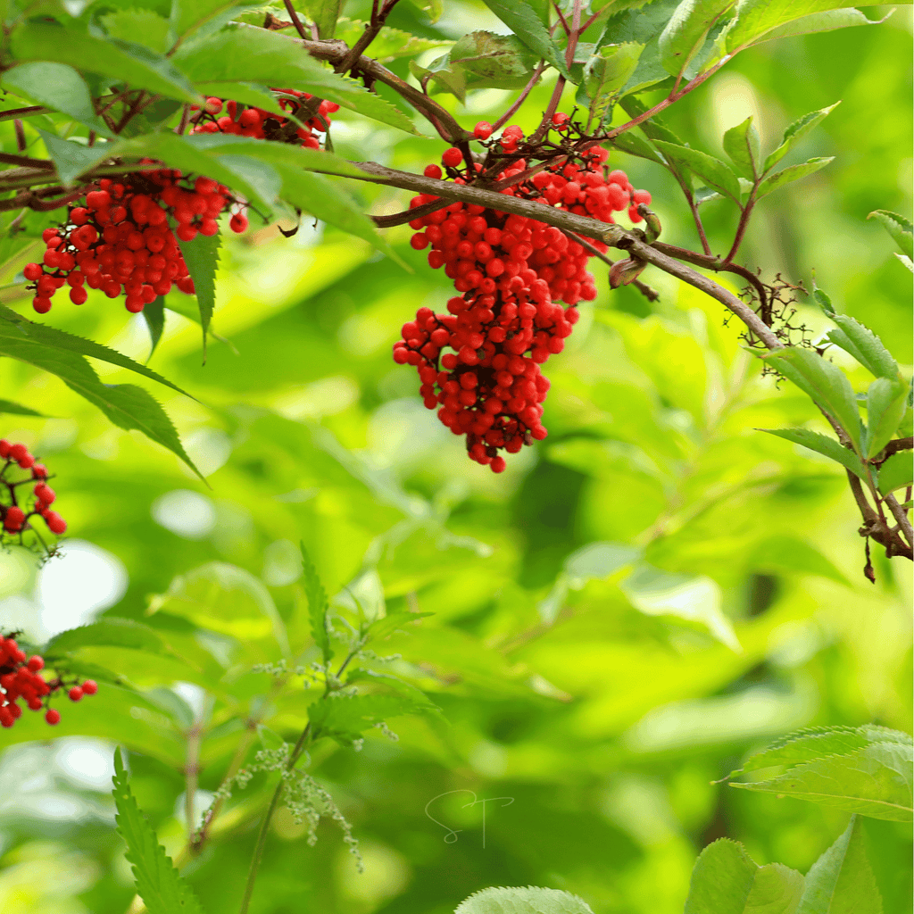 Red Elderberry – 50 Seeds | Seeds | Wiccan Center