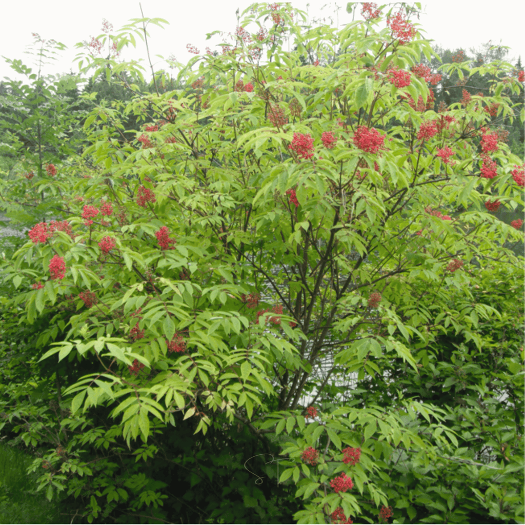 Red Elderberry – 50 Seeds | Seeds | Wiccan Center