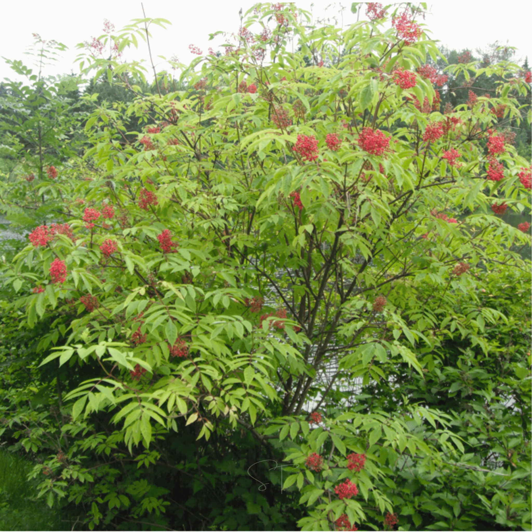 Red Elderberry – 50 Seeds | Seeds | Wiccan Center