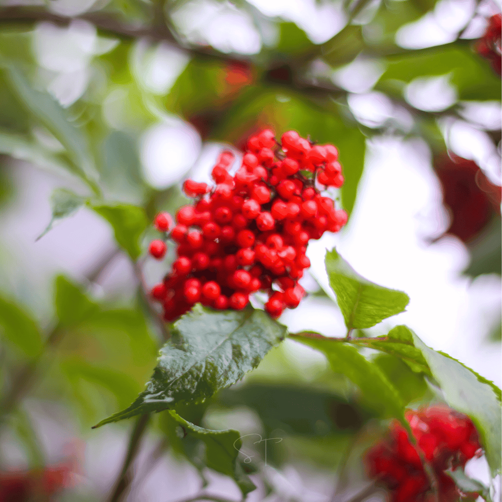 Red Elderberry – 50 Seeds | Seeds | Wiccan Center
