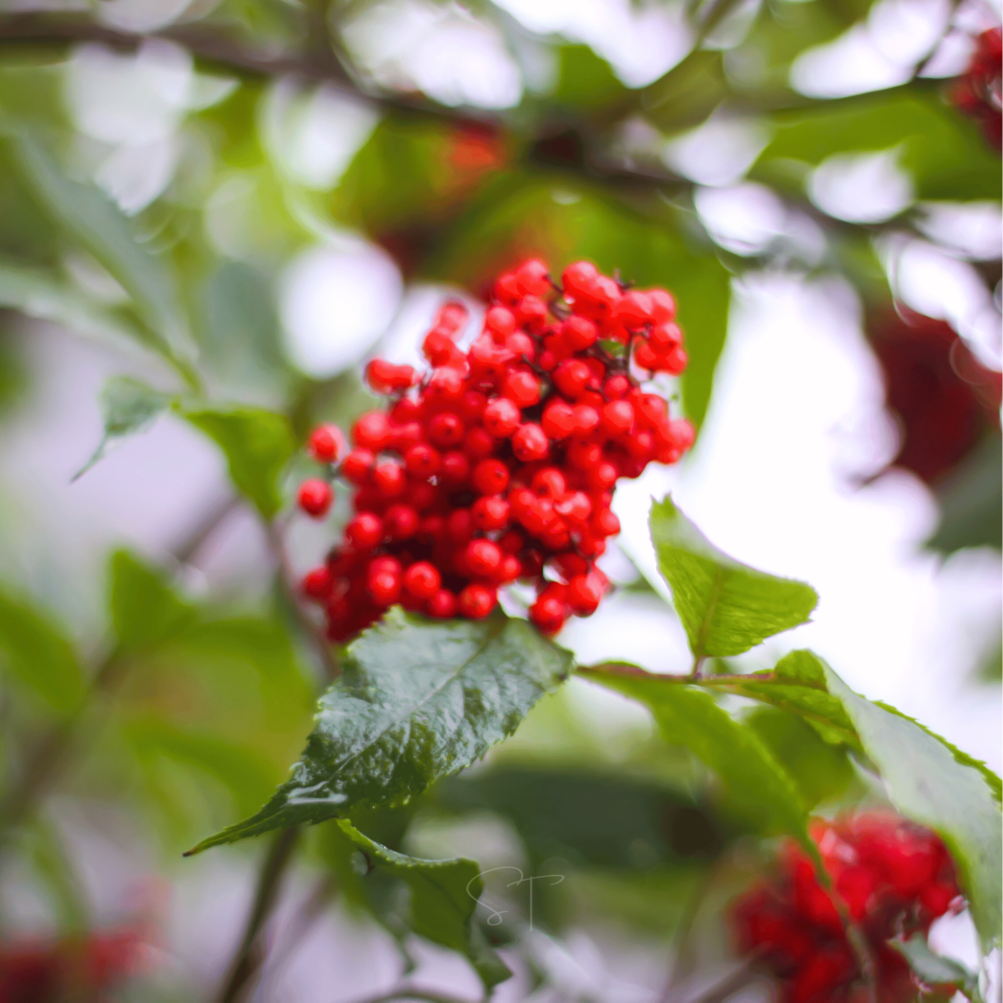 Red Elderberry – 50 Seeds | Seeds | Wiccan Center