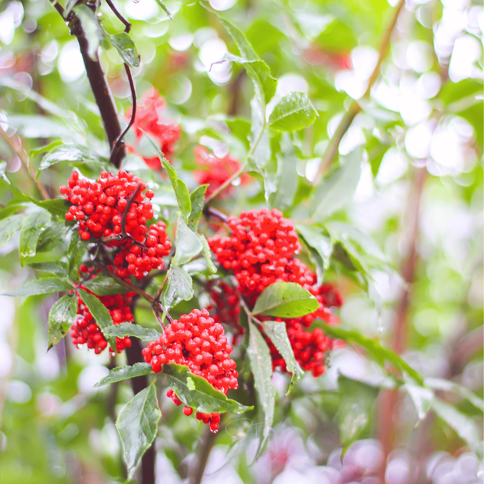 Red Elderberry – 50 Seeds | Seeds | Wiccan Center
