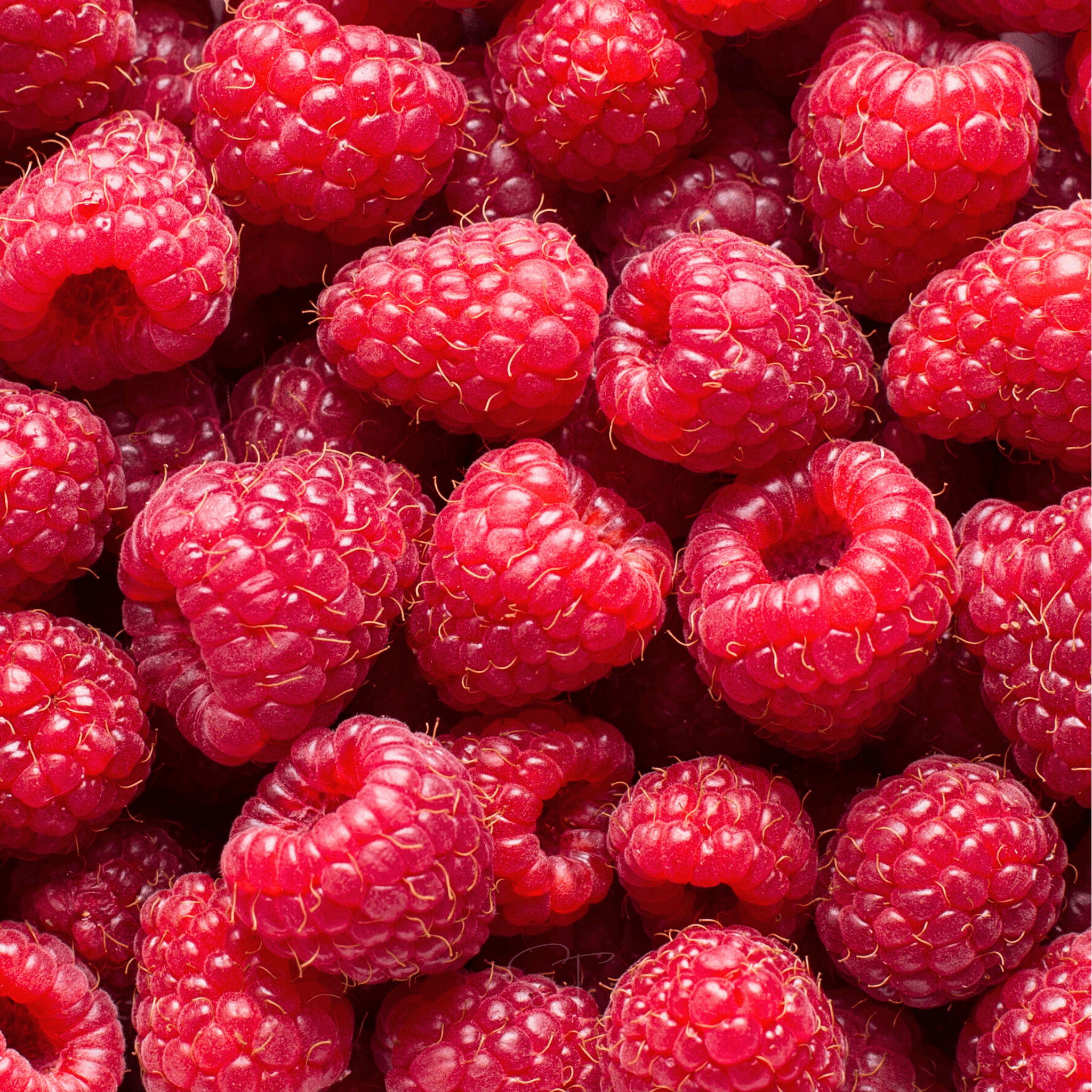 Red European Raspberry – 30 Seeds | Seeds | Wiccan Center