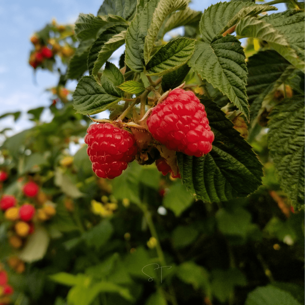 Red European Raspberry – 30 Seeds | Seeds | Wiccan Center