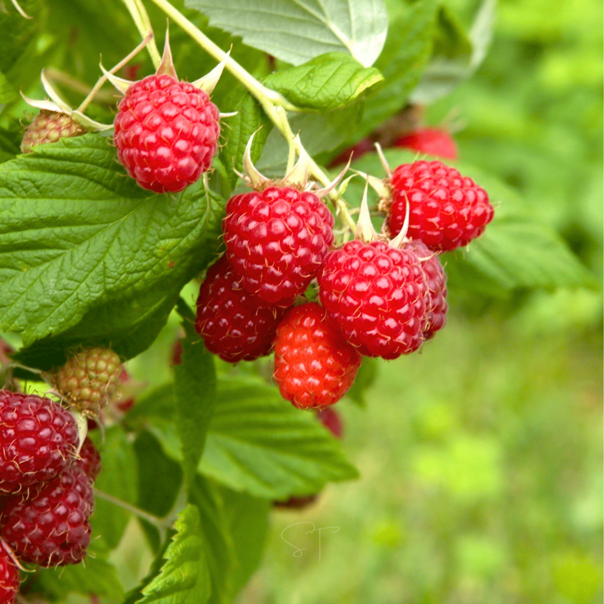 Red European Raspberry – 30 Seeds | Seeds | Wiccan Center