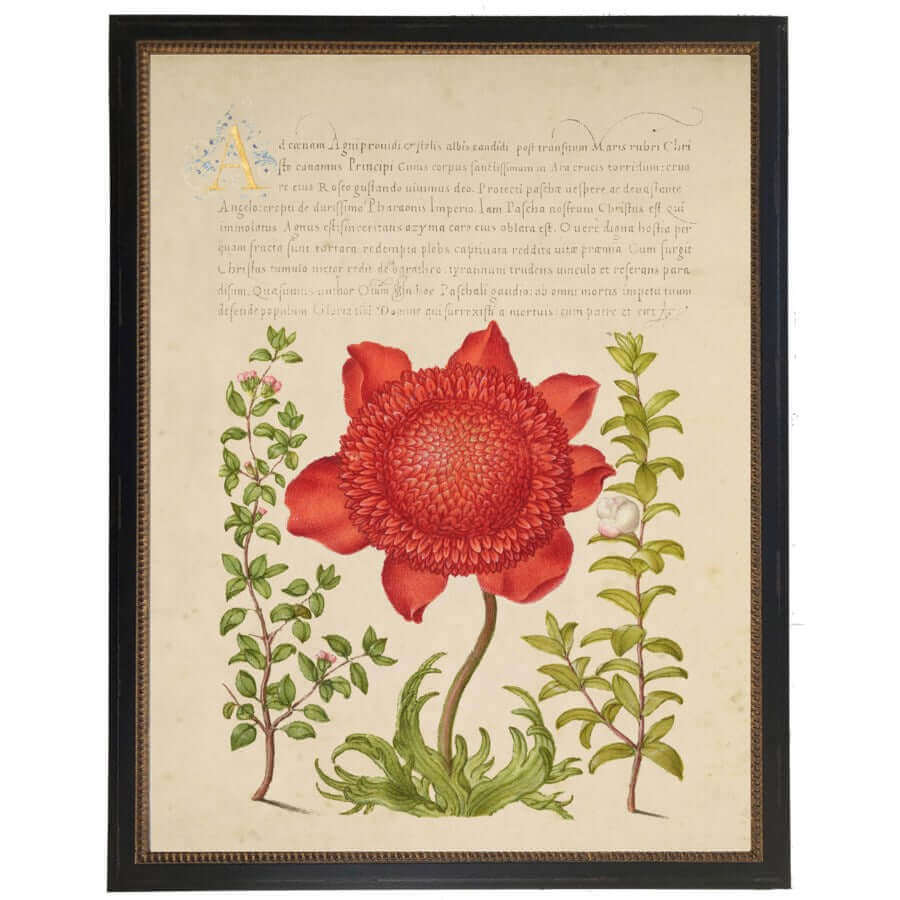 Red Flower and Calligraphy 1500s Bookplate Reproduction Print in Black Beaded Frame | Art | Wiccan Center