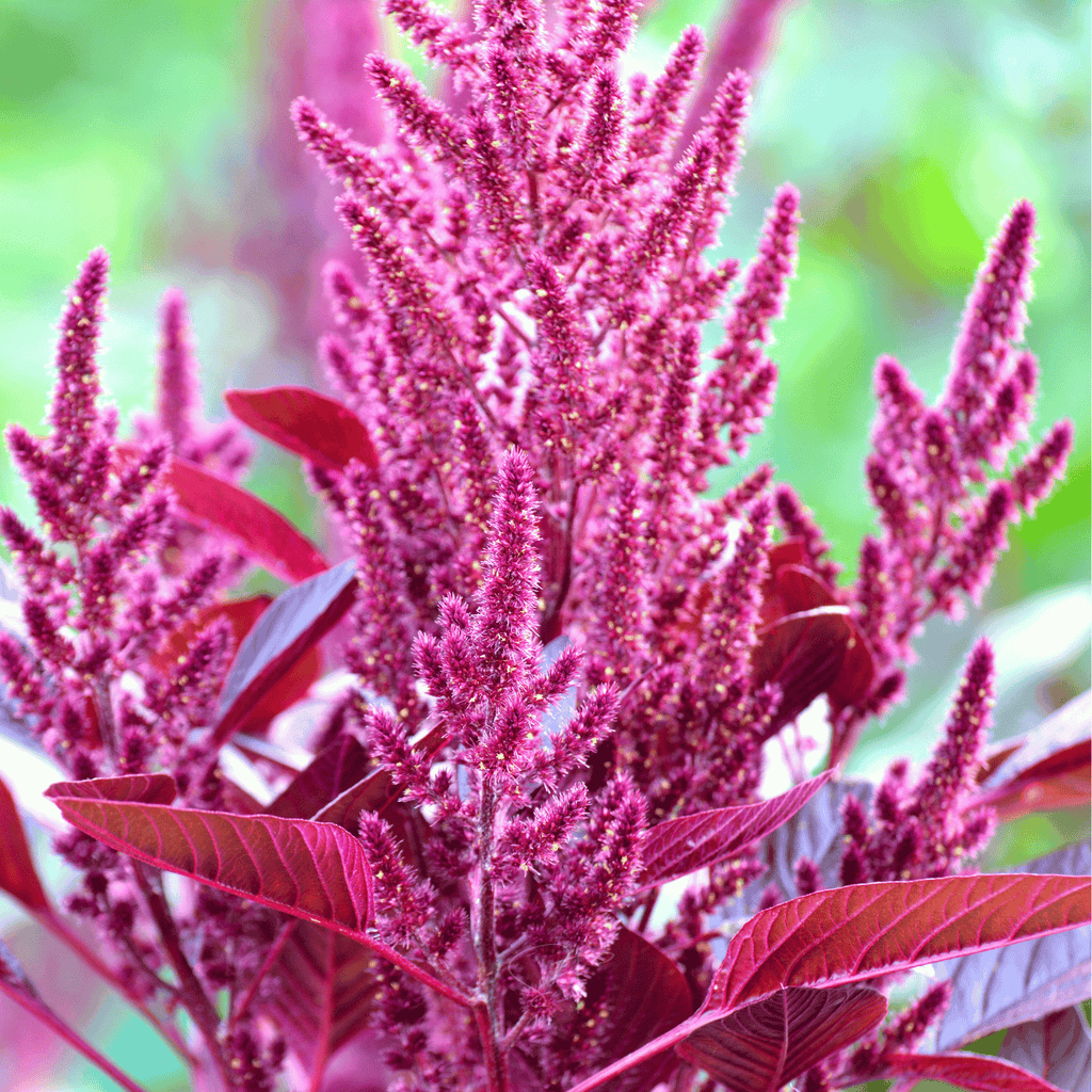 Red Garnet Amaranth – 250 Seeds | Seeds | Wiccan Center