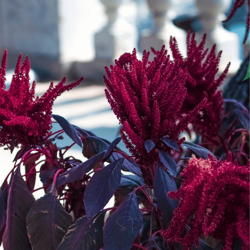 Red Garnet Amaranth – 250 Seeds | Seeds | Wiccan Center