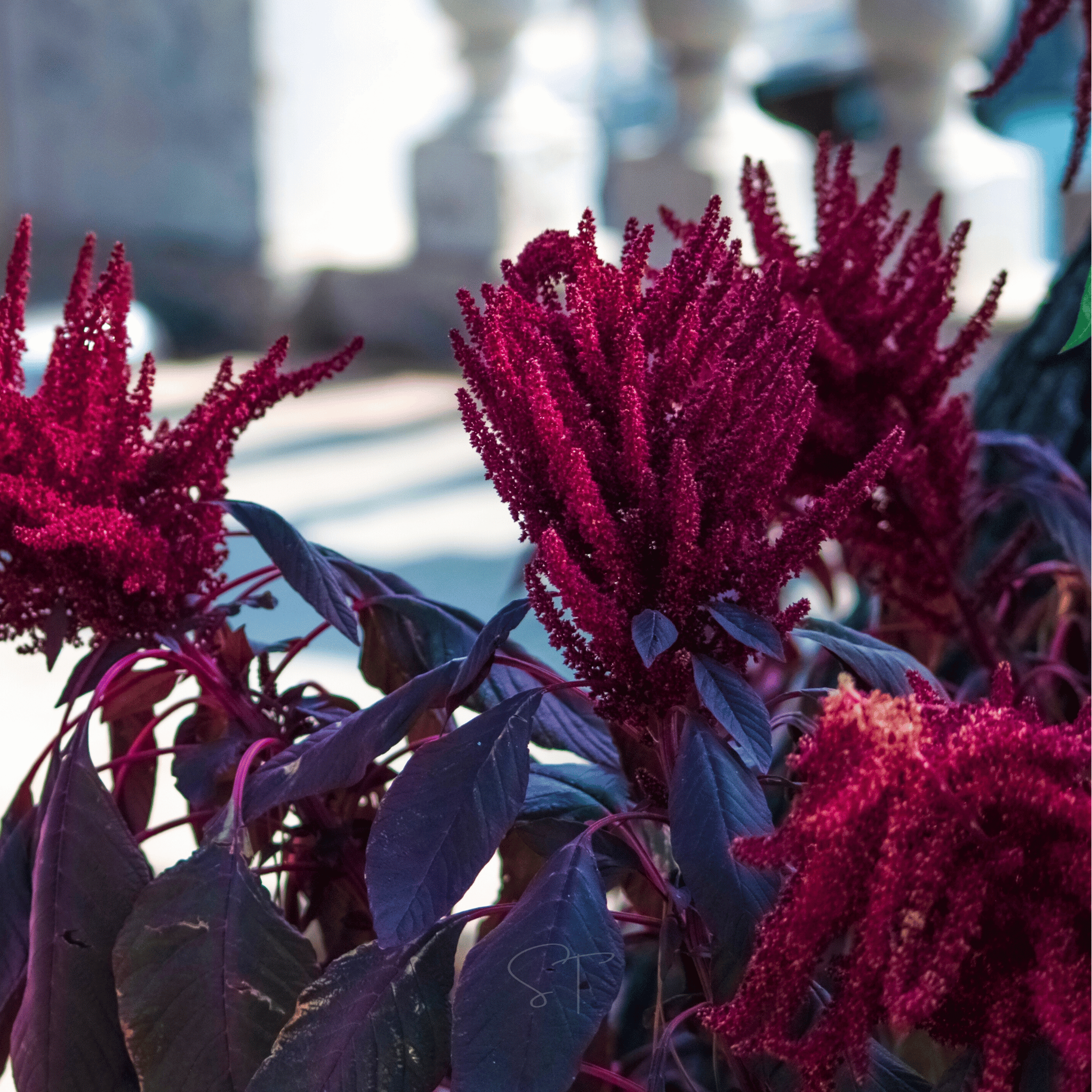 Red Garnet Amaranth – 250 Seeds | Seeds | Wiccan Center