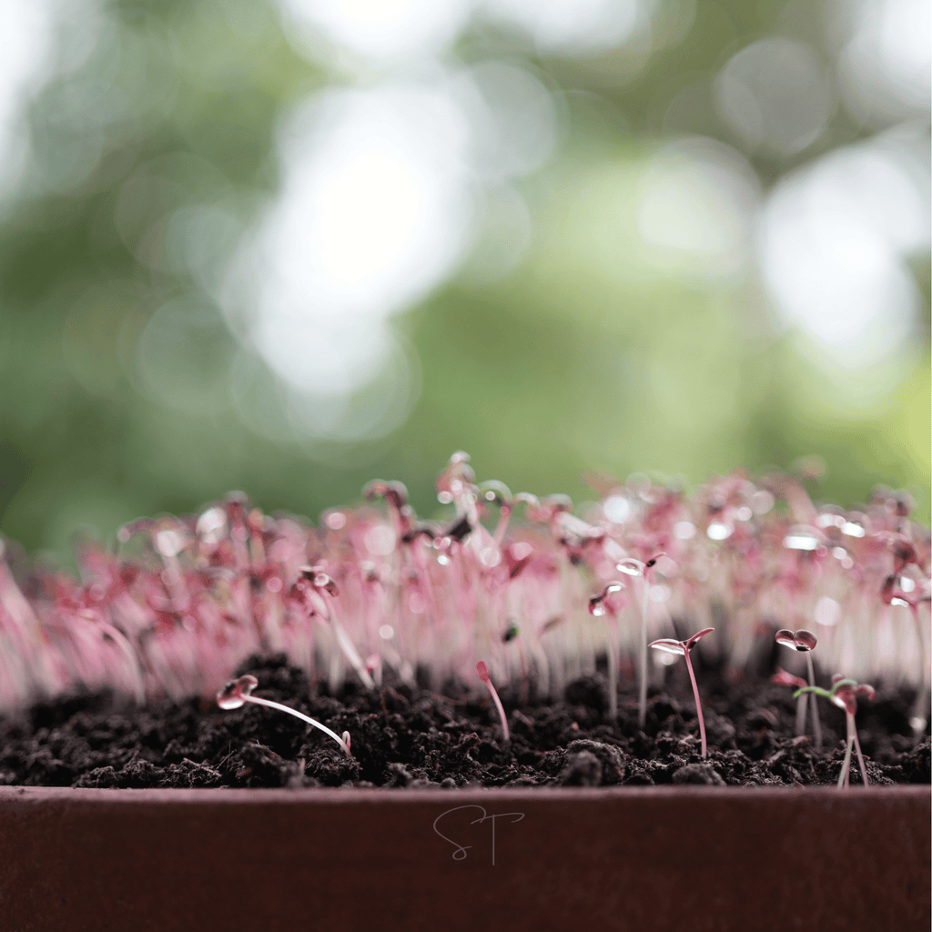 Red Garnet Amaranth – 250 Seeds | Seeds | Wiccan Center