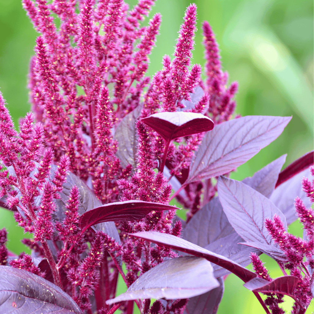 Red Garnet Amaranth – 250 Seeds | Seeds | Wiccan Center