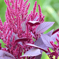 Red Garnet Amaranth – 250 Seeds | Seeds | Wiccan Center
