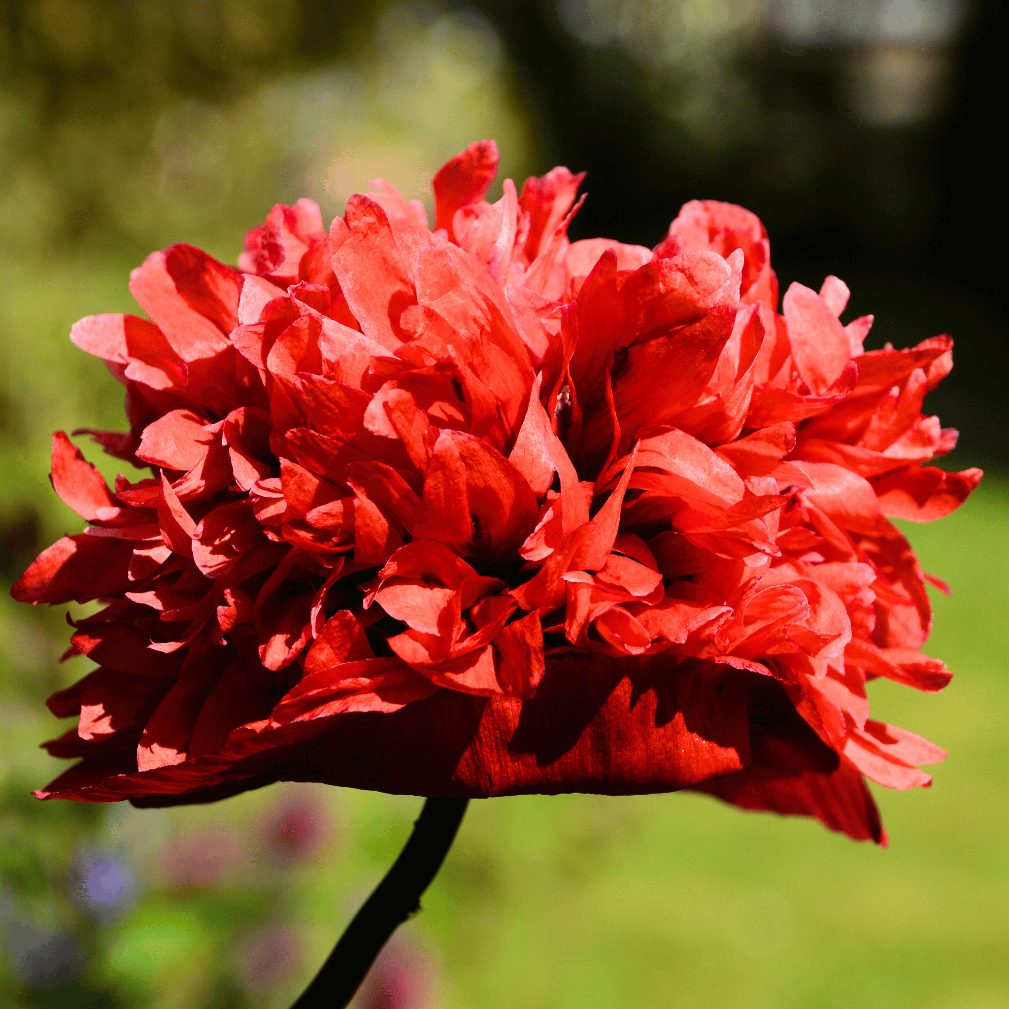Red Peony Poppy – 100 Seeds | Seeds | Wiccan Center