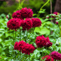 Red Peony Poppy – 100 Seeds | Seeds | Wiccan Center