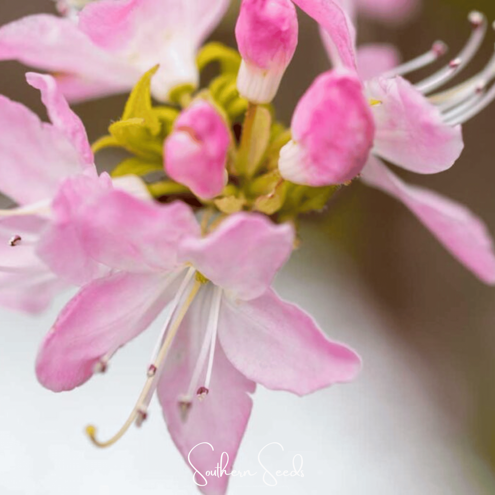 Carolina Azalea Rhododendron – 100 Seeds | Seeds | Wiccan Center