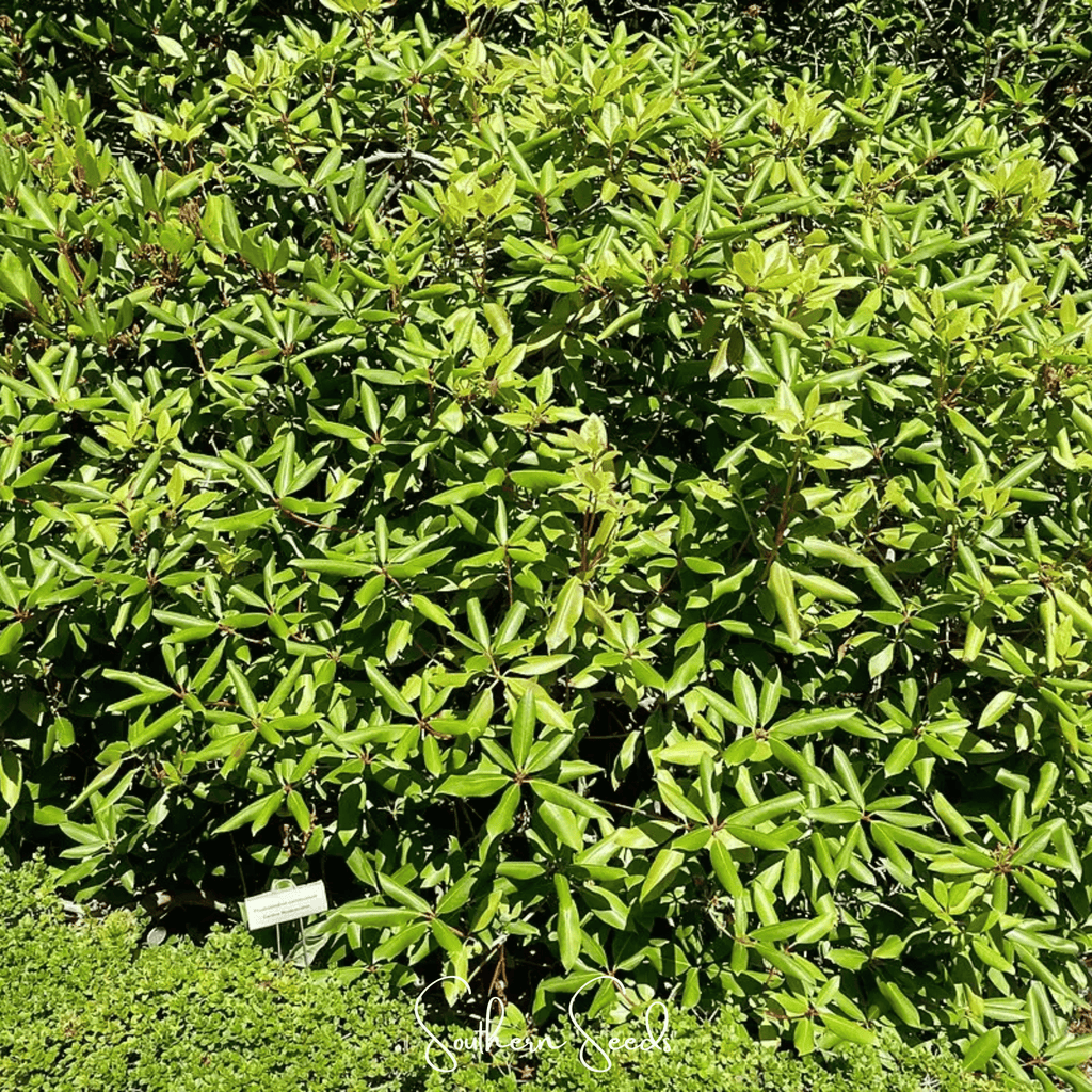 Carolina Azalea Rhododendron – 100 Seeds | Seeds | Wiccan Center
