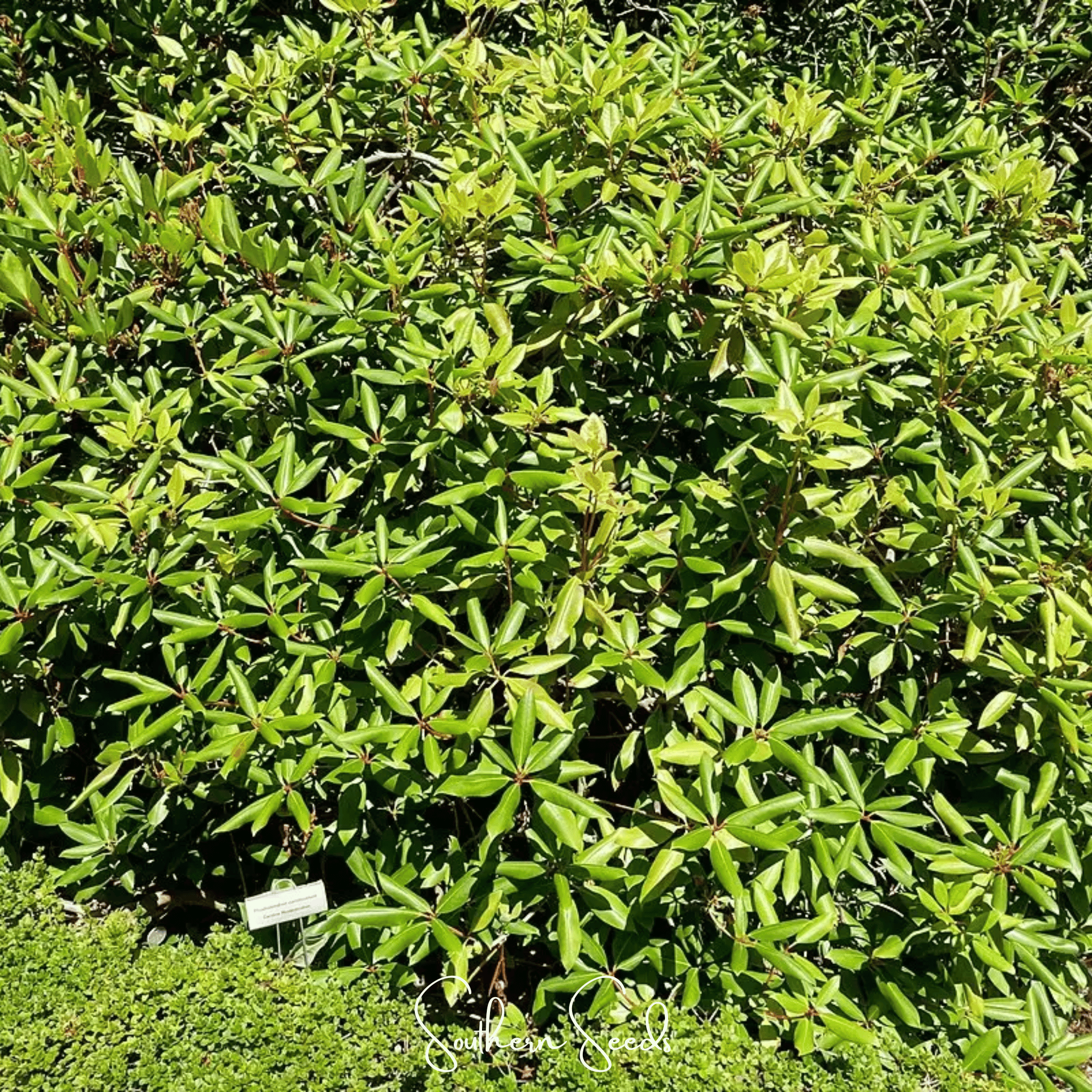 Carolina Azalea Rhododendron – 100 Seeds | Seeds | Wiccan Center