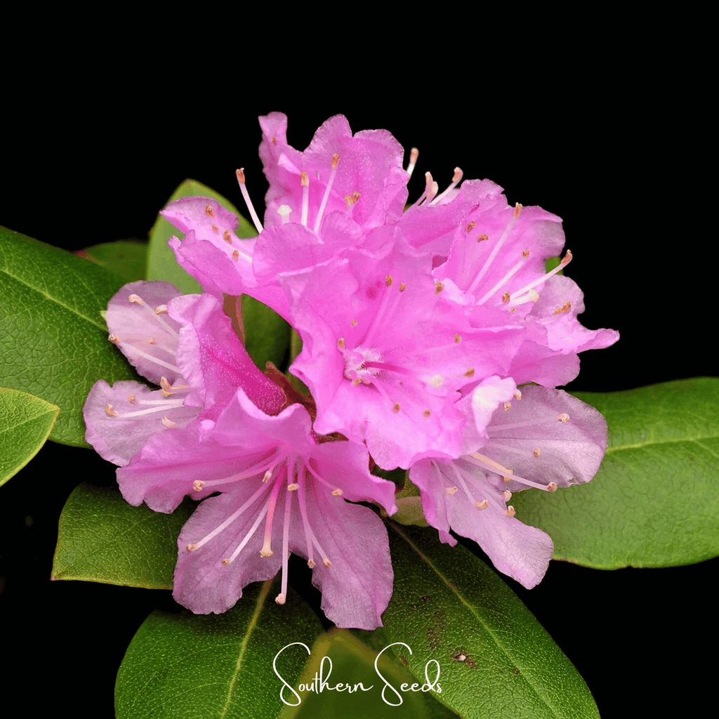 Carolina Azalea Rhododendron – 100 Seeds | Seeds | Wiccan Center