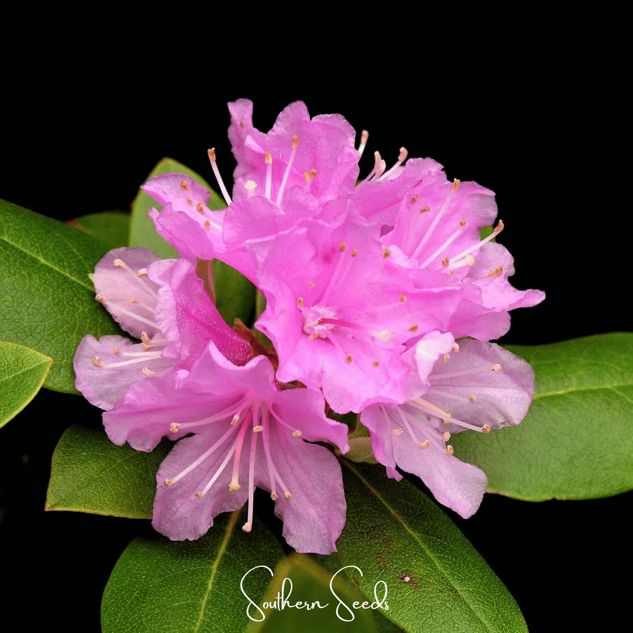 Carolina Azalea Rhododendron – 100 Seeds | Seeds | Wiccan Center