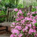 Carolina Azalea Rhododendron – 100 Seeds | Seeds | Wiccan Center