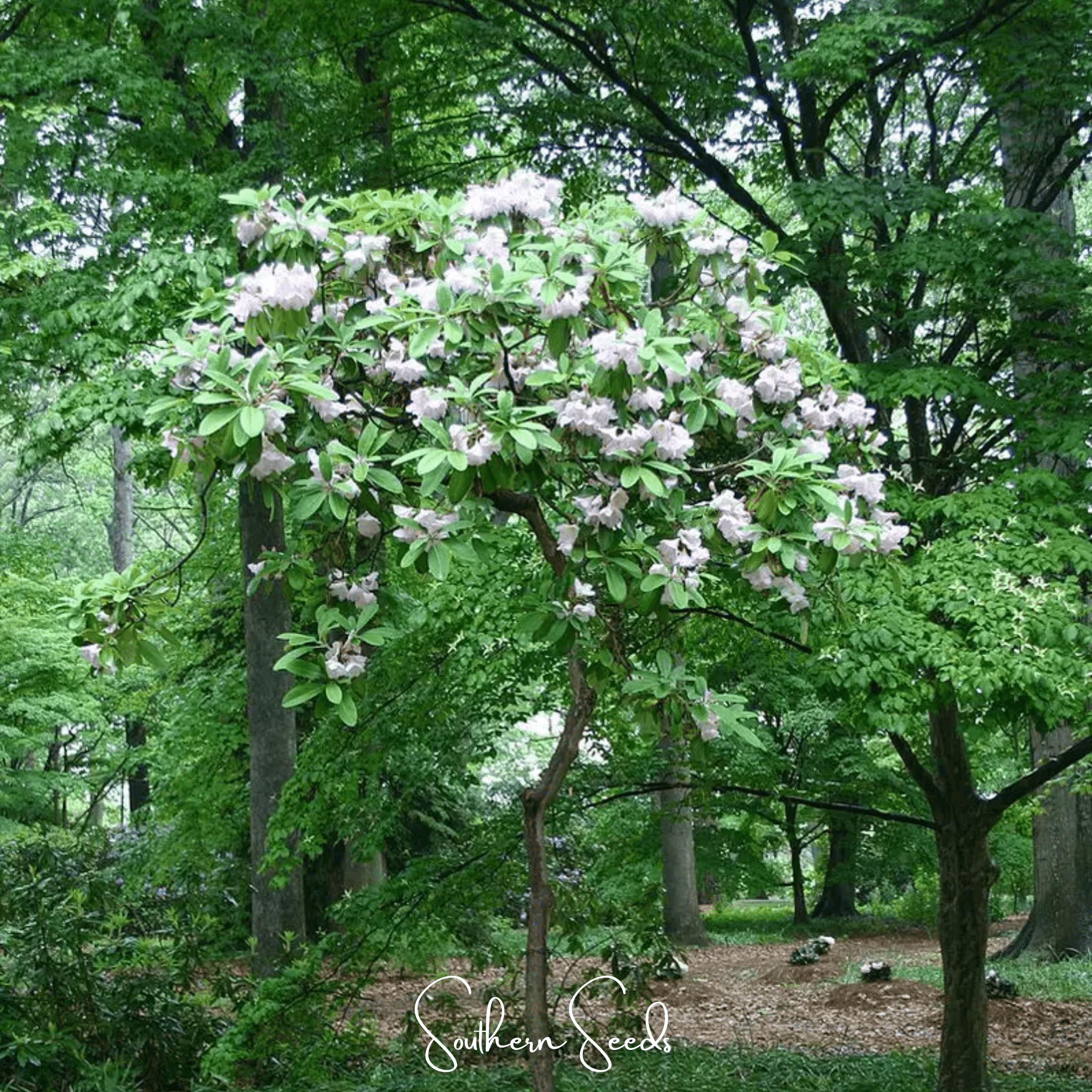 Fortune Rhododendron – 100 Seeds | Seeds | Wiccan Center